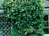 Hedera Helix 001